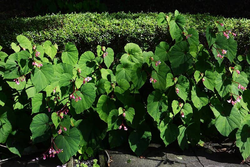 Hardy Begonia