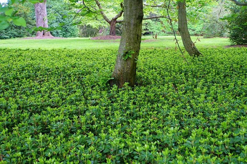 Japanese Spurge