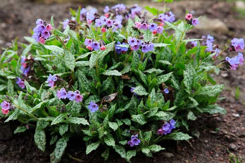 Lungwort