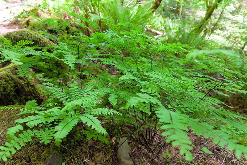 Maidenhair Fern