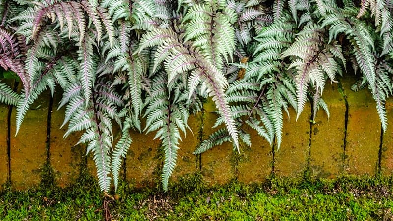 Painted Lady Fern