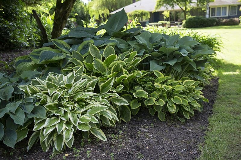 Plantain Lily