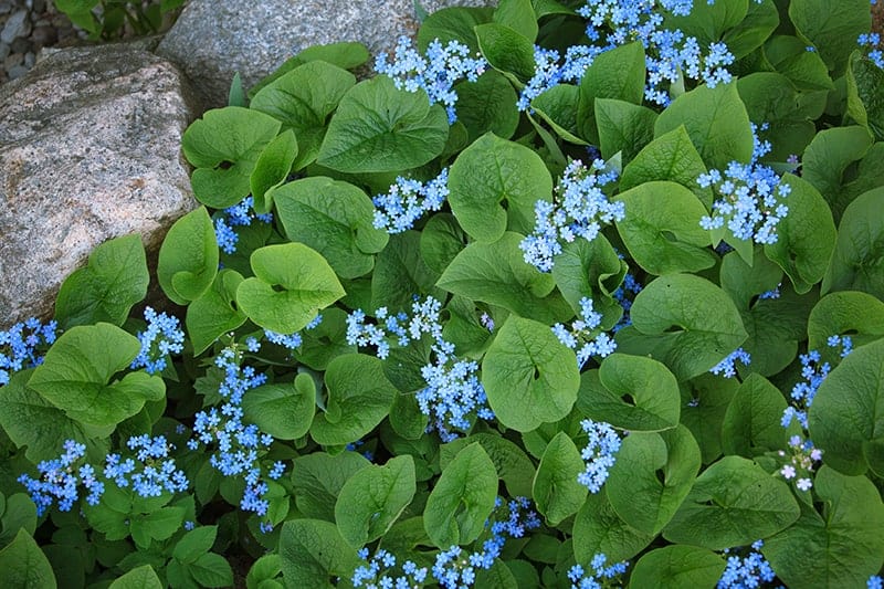 Siberian Bugloss