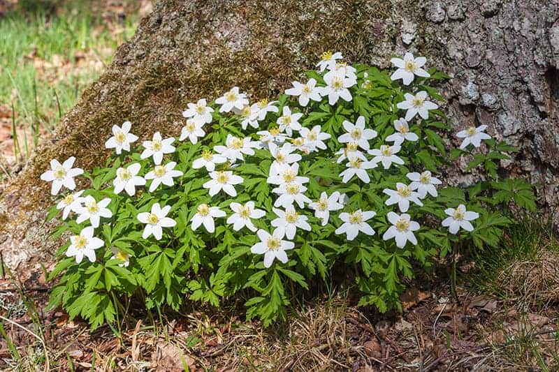 Wood Anemone