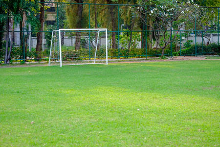 Sport Field Lawns