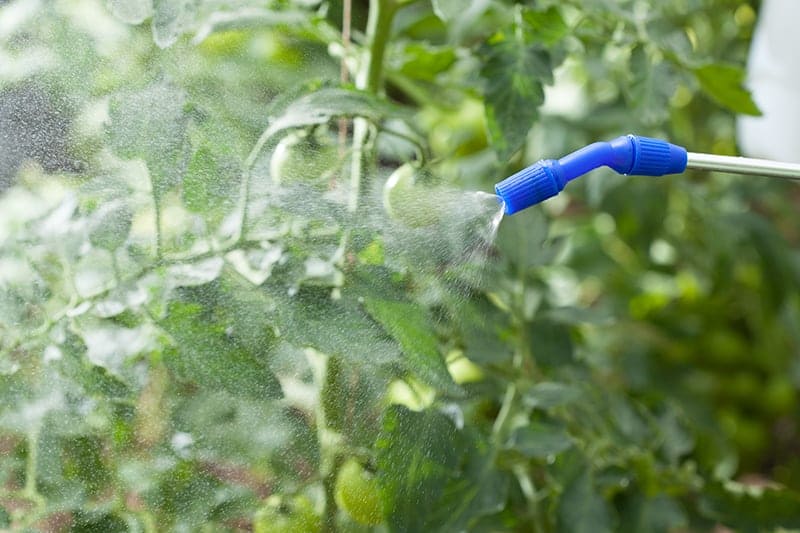 Mix Epsom salt with water in required amount, then spray it on the leaves of a plant