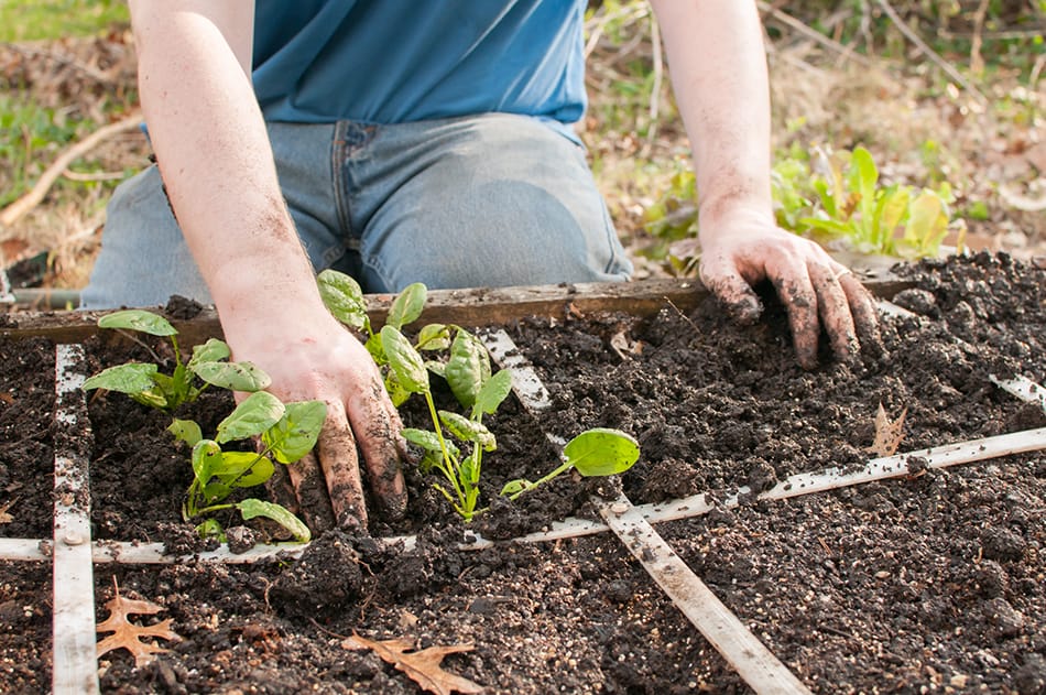 Square Foot Gardening