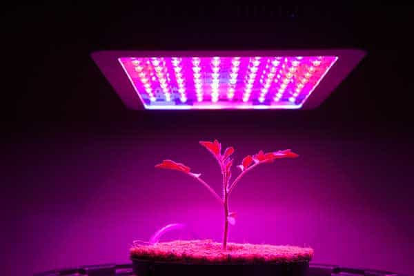 Young tomato under led light