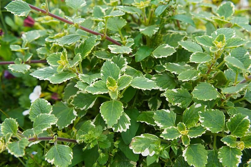 9 Different Types Of Ivy Pictures Facts Trees Com