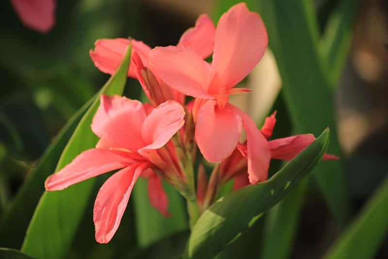 Canna Lily