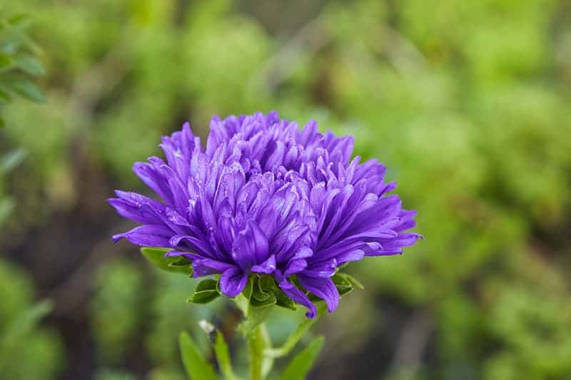 China Aster