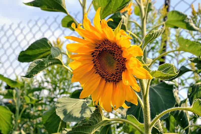 Common Sunflower