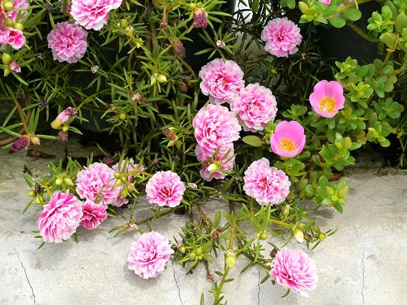 Moss Rose