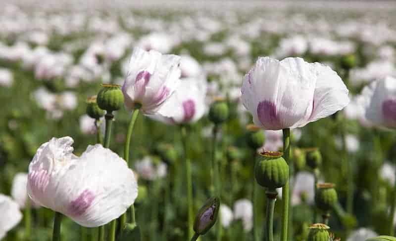 Opium Poppy