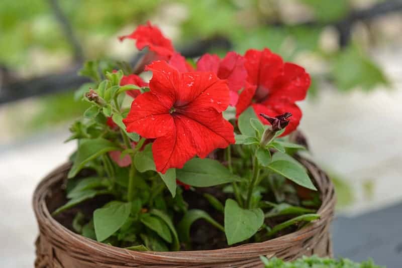 Petunia