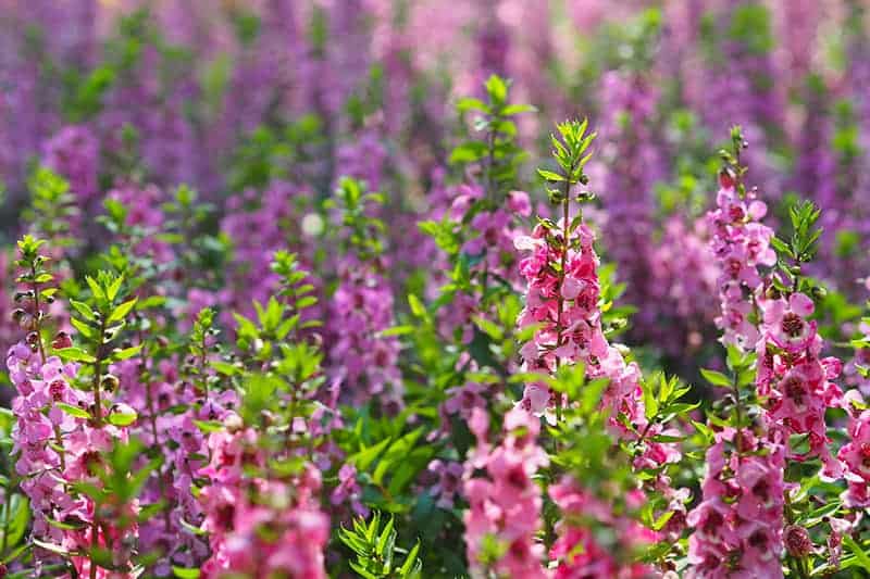 Summer Snapdragon