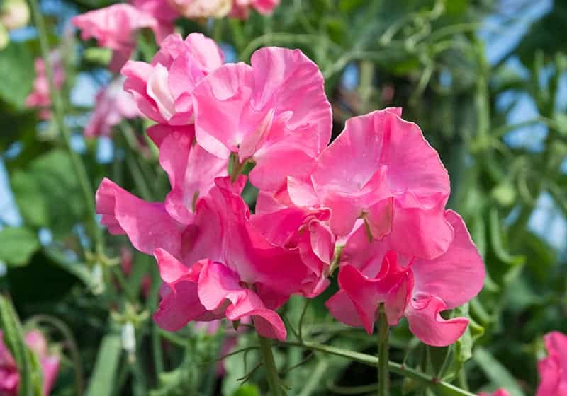 Sweet Pea