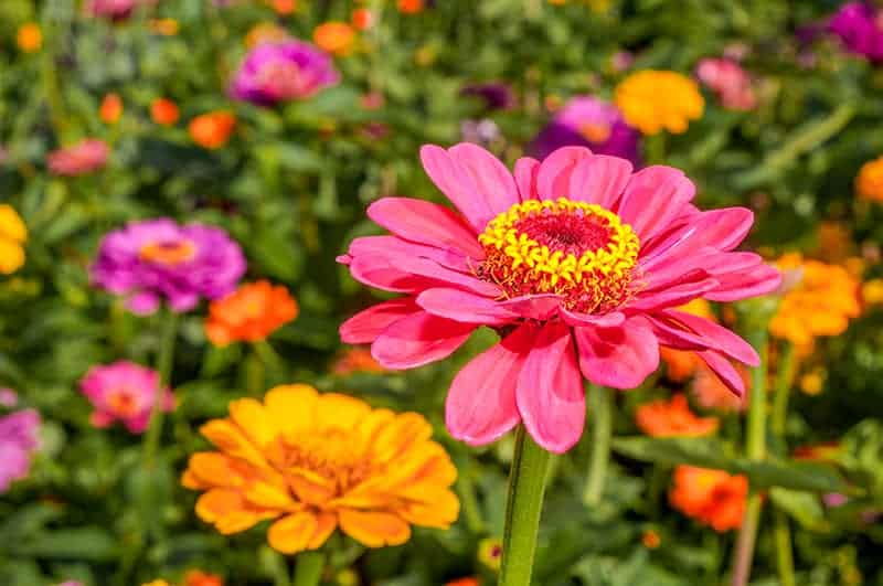 13 Types of Annuals that Bloom All Summer - Growing Guide and Photos ...