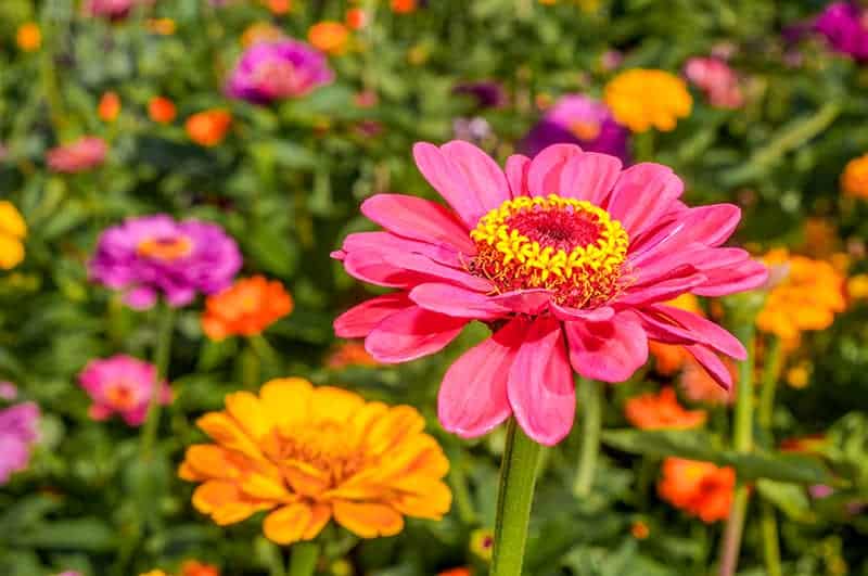 Zinnia