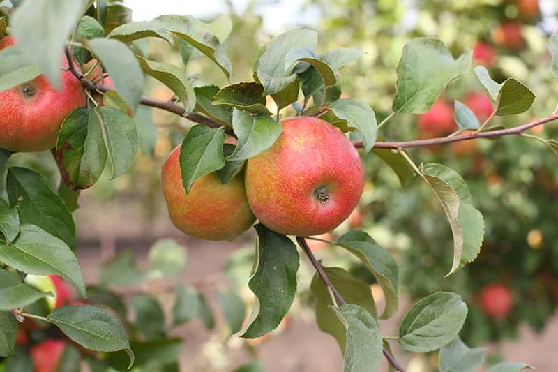 Honeycrisp