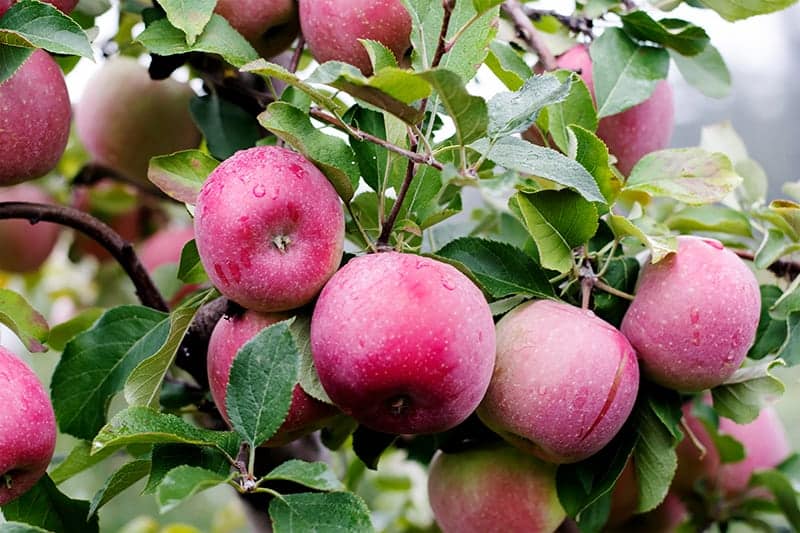 McIntosh Apple Trees for Sale