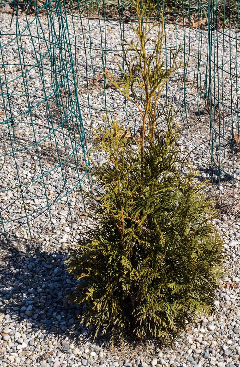 North Pole Arborvitae