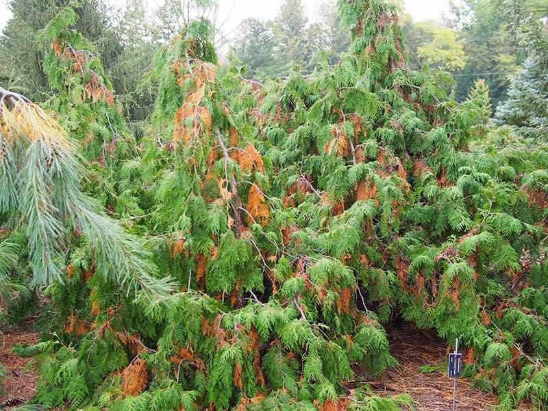 Thuja occidentalis ‘Pendula’