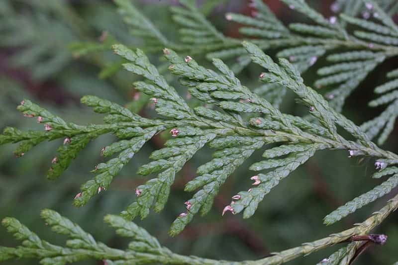 Western Arborvitae