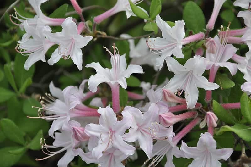 Coastal Azalea