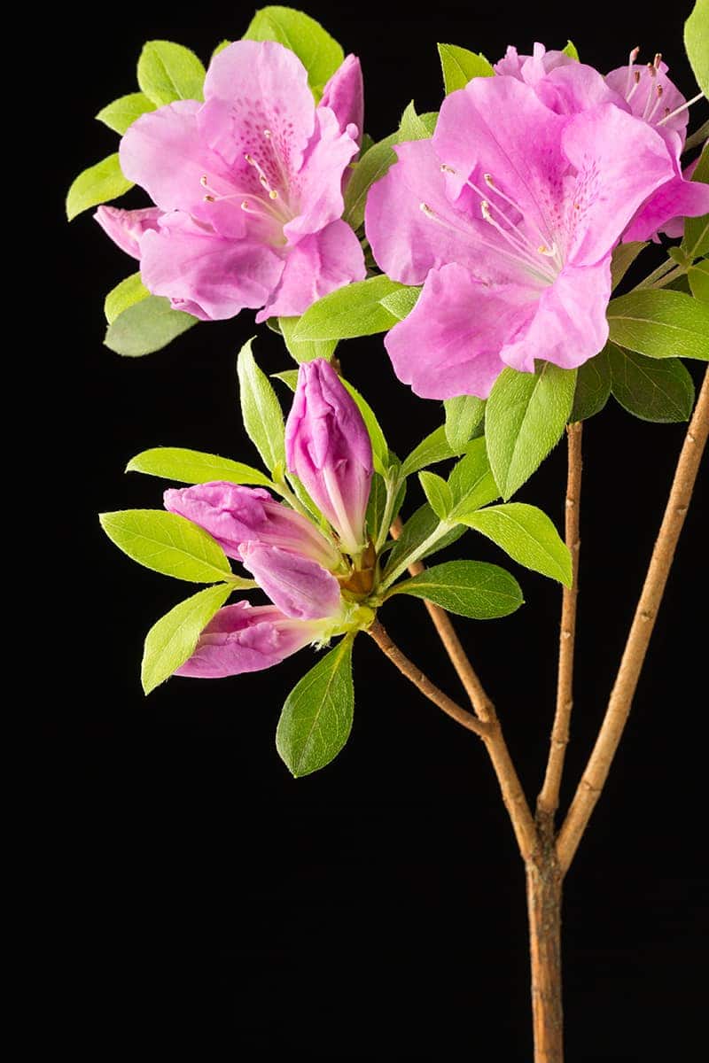 Encore Autumn Lilac