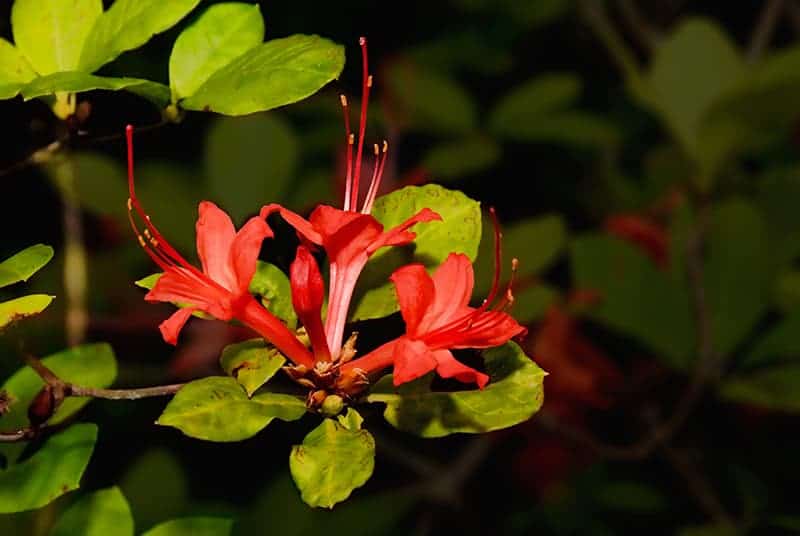 Plumleaf Azalea