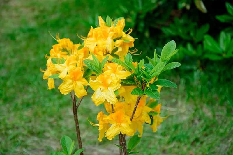 Pontic Azalea