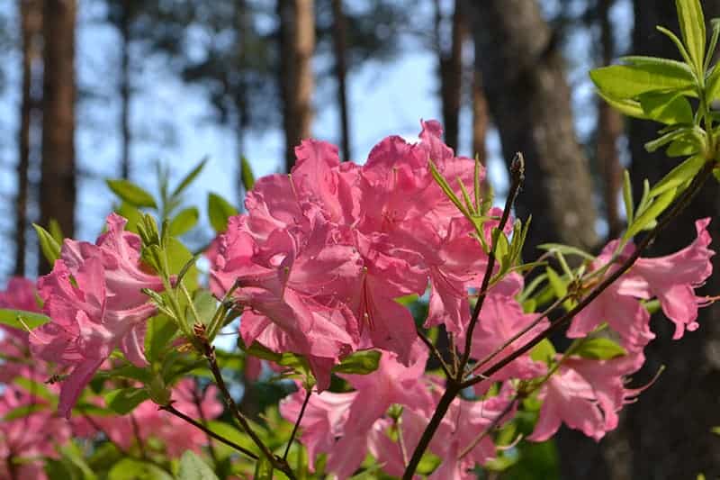 Roseshell Azalea