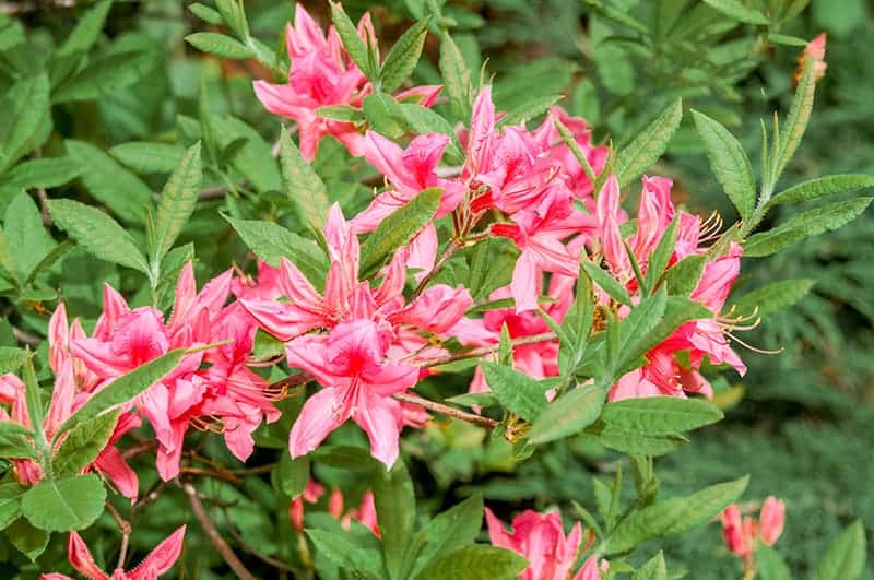 Rosy Lights Azalea