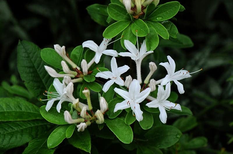 Swamp Azalea