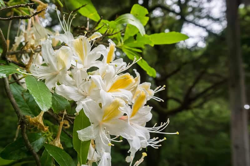 Western Azalea
