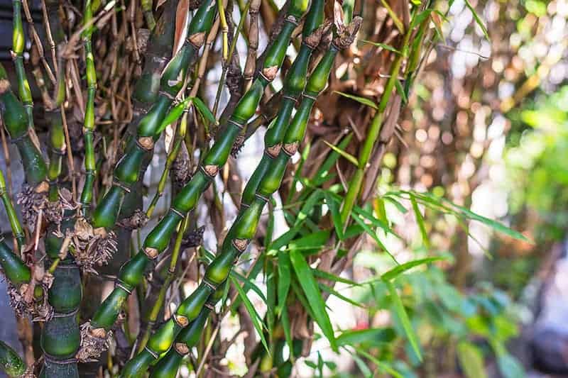 Different Types Of Bamboo: Learn About Bamboo Plants For The Garden