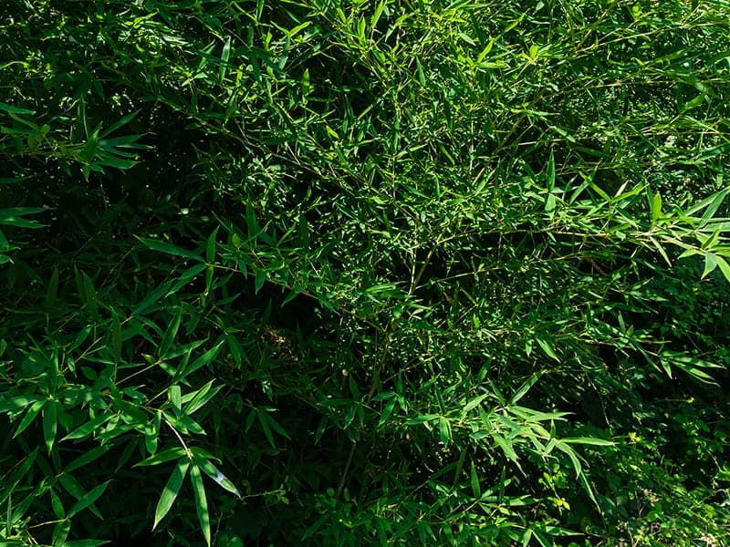 Chinese Fountain Bamboo