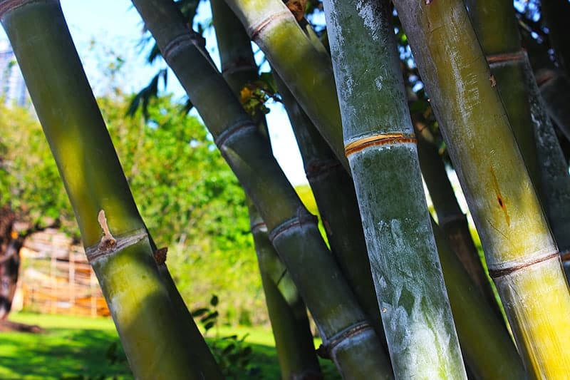 giant bamboo