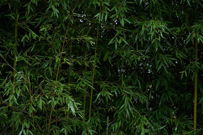 Hedge Bamboo