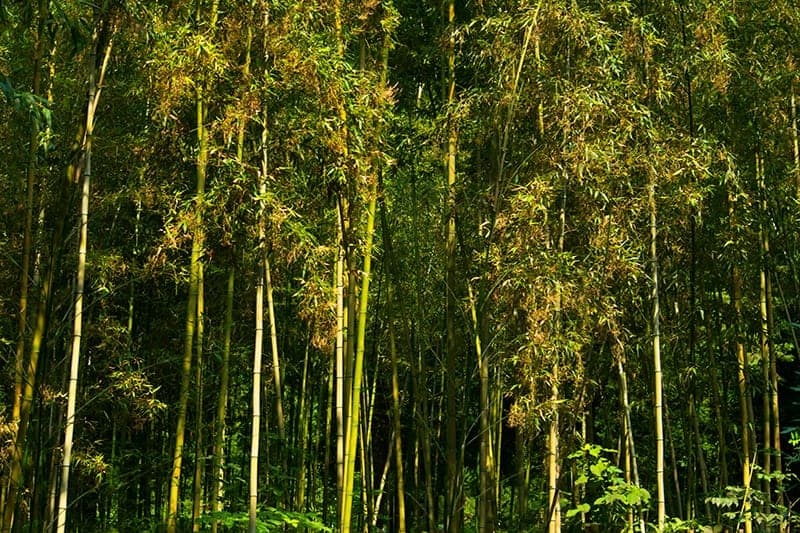 Japanese Timber Bamboo