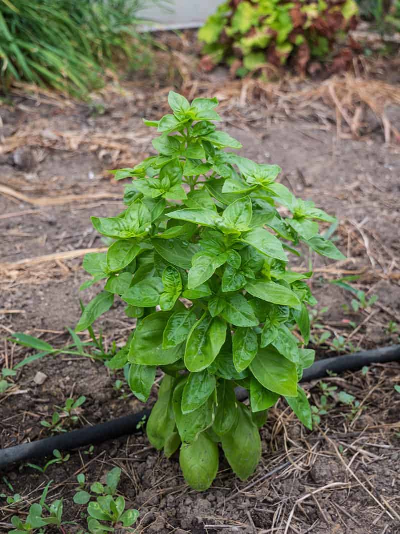 Dolce Fresca Basil