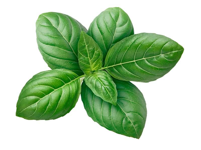 Genovese Basil