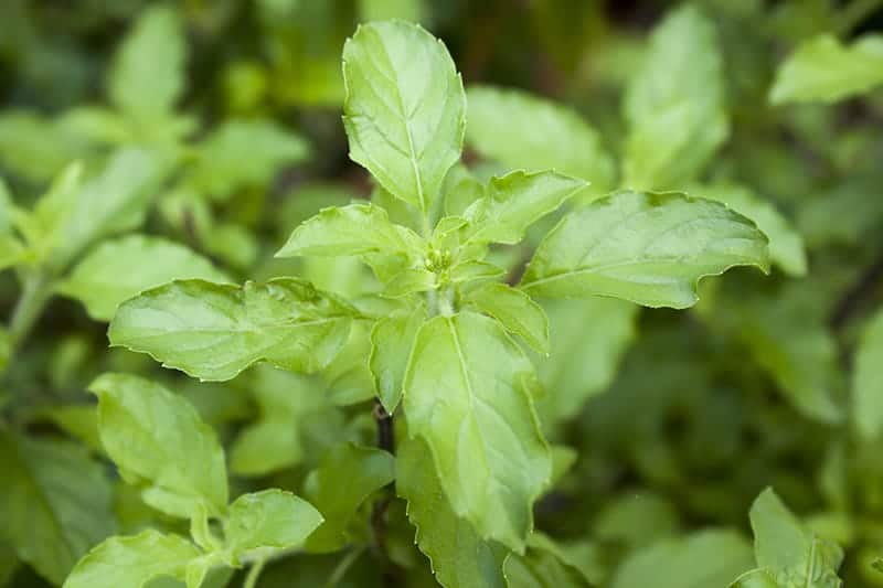 Lemon Basil