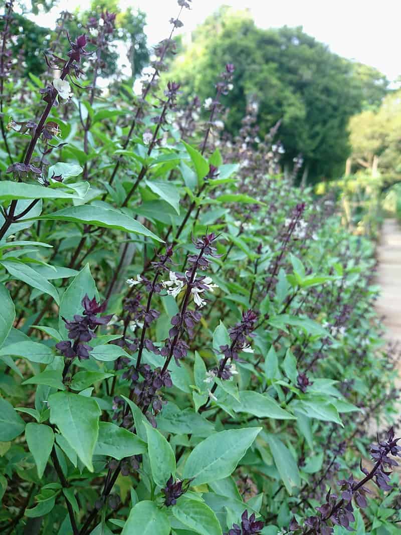 Persian Basil