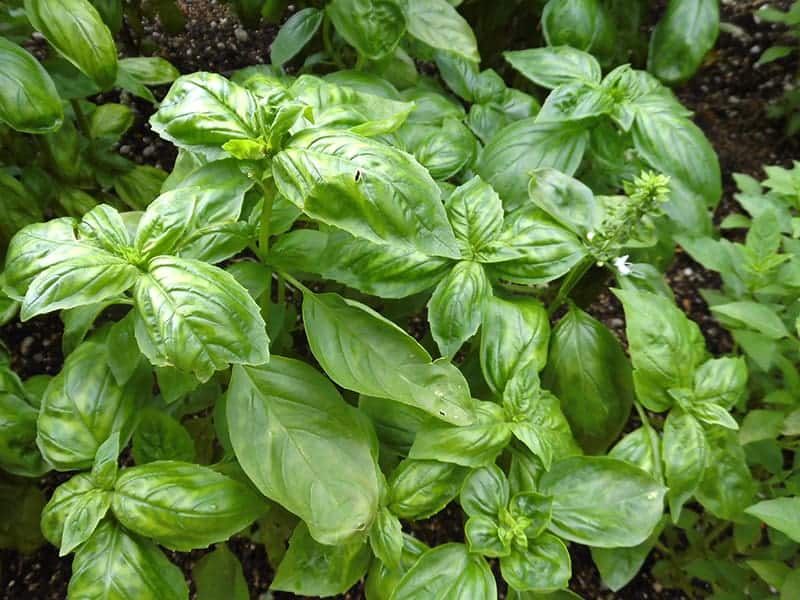 Sweet Basil