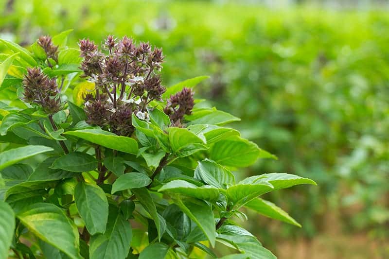 Thai Basil