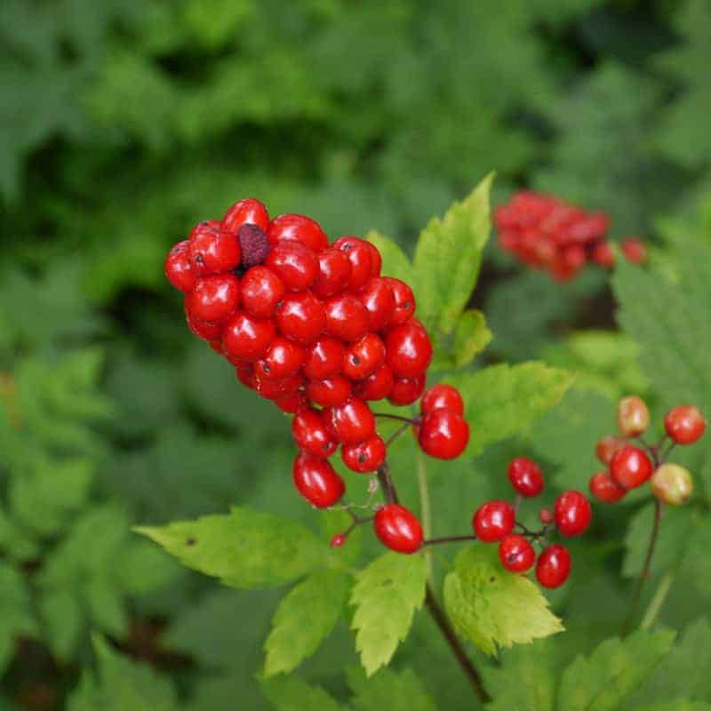 Baneberry