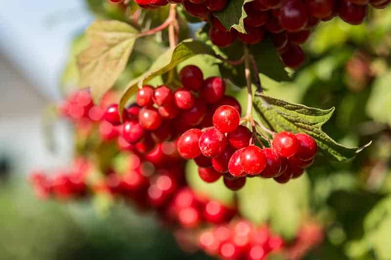 Cranberry