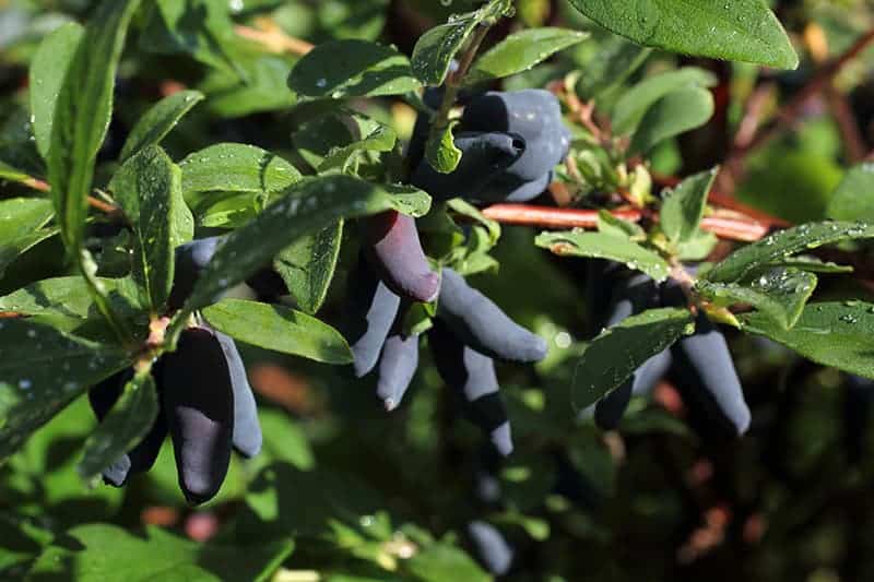 Honeyberry